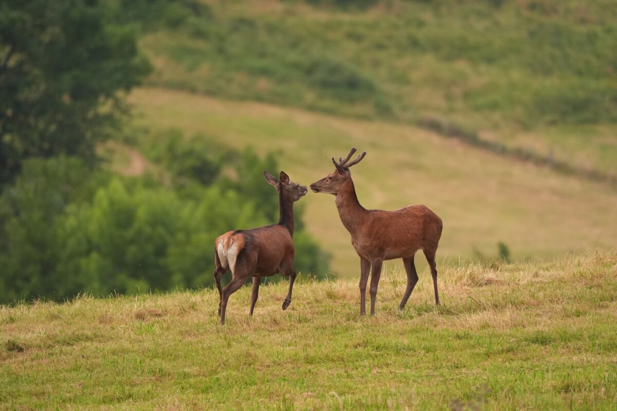 brame du cerf