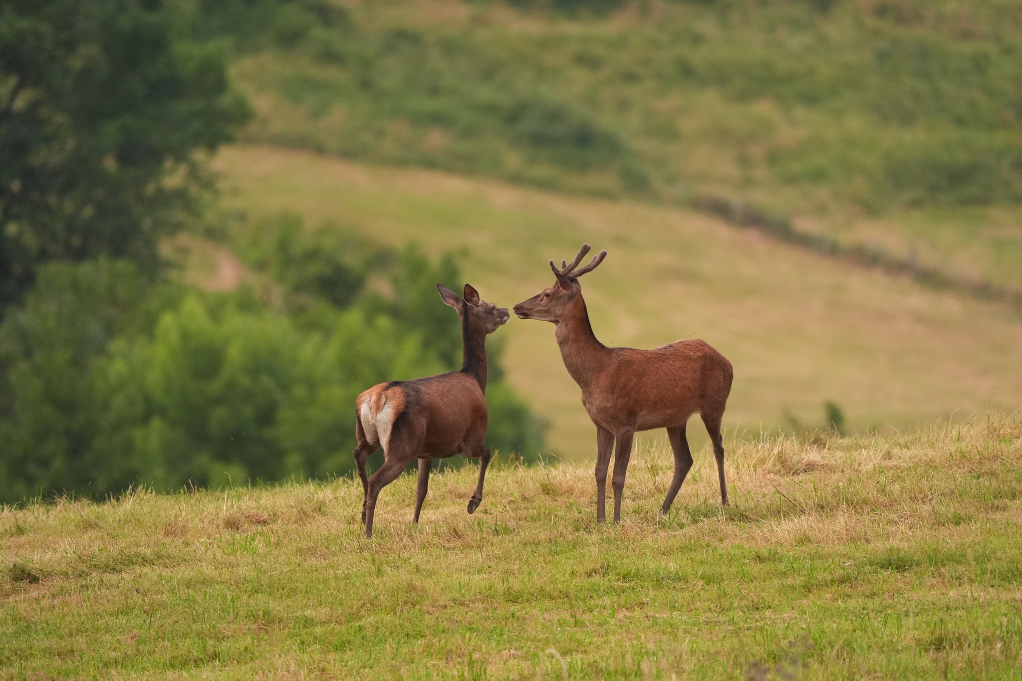 brame du cerf