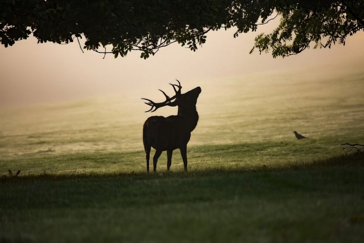 brame du cerf en plein cœur de la Barousse