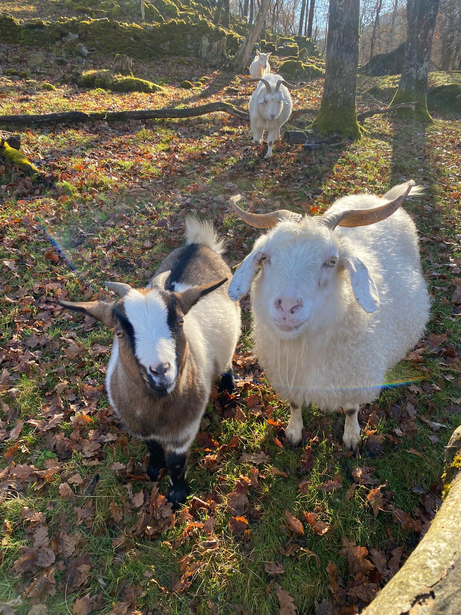Nature et animaux