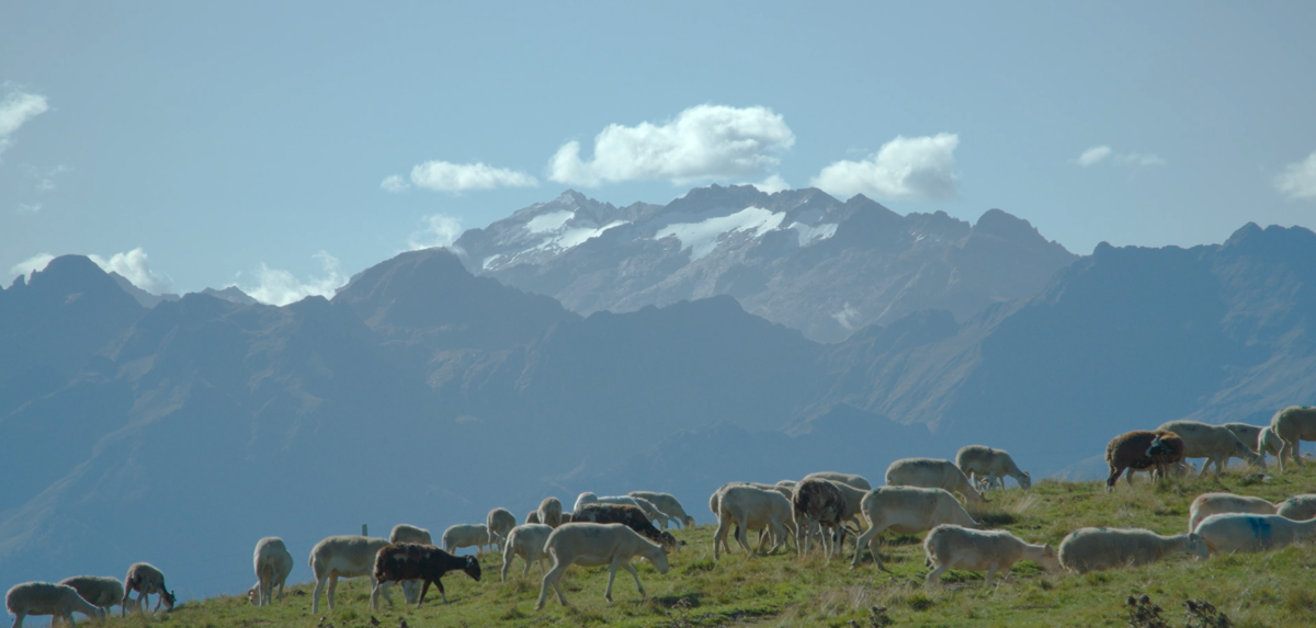 Le pastoralisme dans les pyrénées