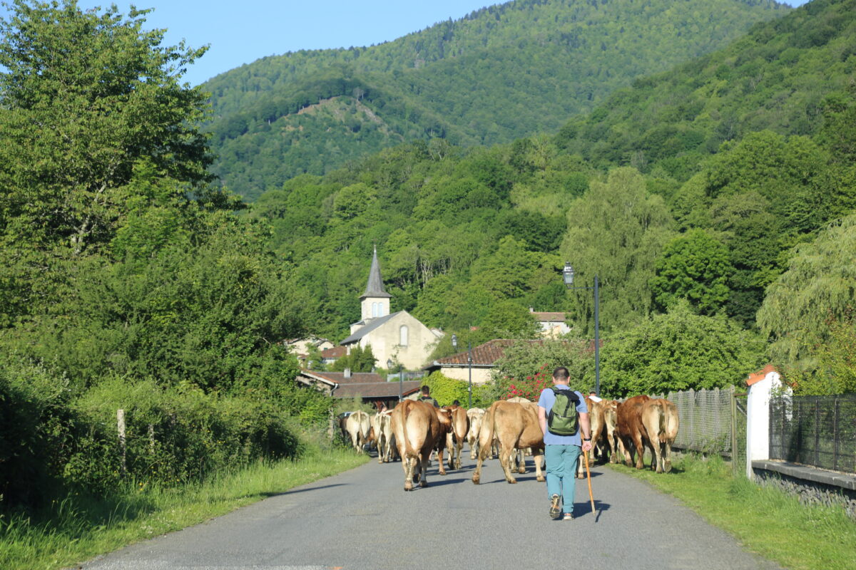 5 & 6 juin – la transhumance en barousse